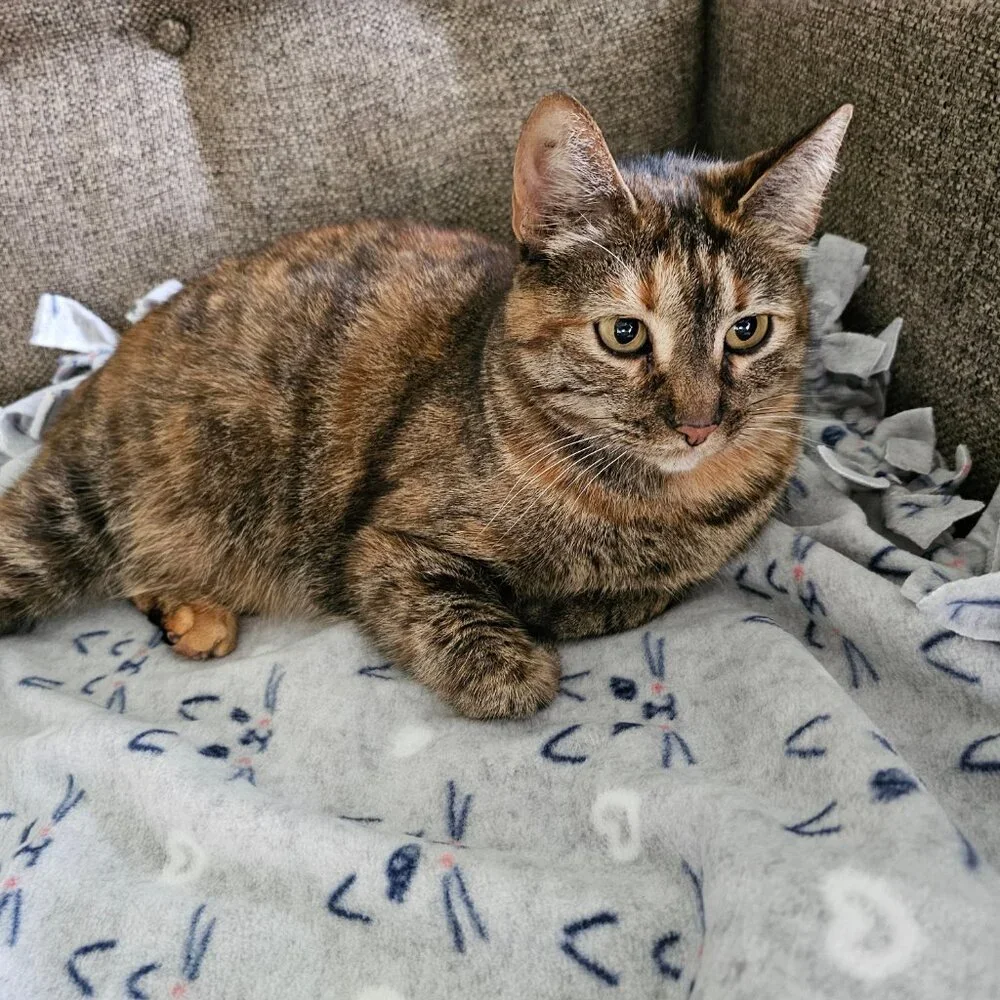 Cutie Cat Smile Cat Blanket